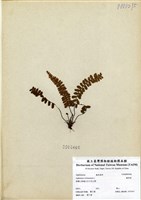 藏品(鐵角蕨)的圖片